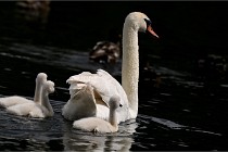 Vexin D6 20 06 16-196   Photo ACG