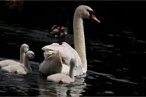 Vexin D6 20 06 16-197   Photo ACG