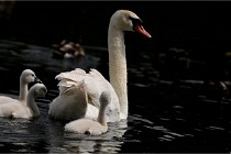 Vexin D6 20 06 16-198   Photo ACG