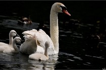 Vexin D6 20 06 16-199   Photo ACG