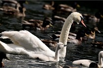 Vexin D6 20 06 16-200   Photo ACG