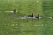 Vexin D6 20 06 16-202   Photo ACG