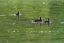 Vexin D6 20 06 16-203   Photo ACG