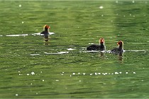 Vexin D6 20 06 16-204   Photo ACG