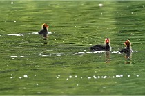 Vexin D6 20 06 16-205   Photo ACG