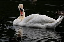 Vexin D6 20 06 16-211   Photo ACG