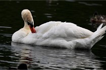 Vexin D6 20 06 16-212   Photo ACG