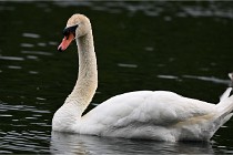 Vexin D6 20 06 16-213   Photo ACG