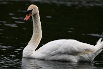 Vexin D6 20 06 16-214   Photo ACG