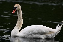 Vexin D6 20 06 16-215   Photo ACG