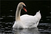 Vexin D6 20 06 16-216   Photo ACG