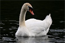 Vexin D6 20 06 16-217   Photo ACG