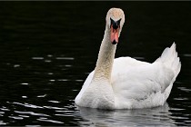 Vexin D6 20 06 16-218   Photo ACG