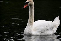 Vexin D6 20 06 16-219   Photo ACG