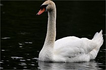 Vexin D6 20 06 16-220   Photo ACG