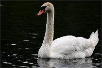 Vexin D6 20 06 16-221   Photo ACG