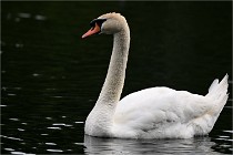 Vexin D6 20 06 16-222   Photo ACG