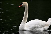 Vexin D6 20 06 16-224   Photo ACG