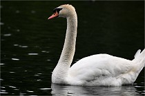 Vexin D6 20 06 16-225   Photo ACG