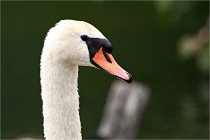 Vexin D6 20 06 16-234   Photo ACG