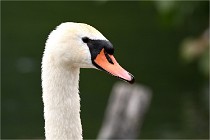 Vexin D6 20 06 16-235   Photo ACG