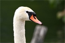 Vexin D6 20 06 16-236   Photo ACG