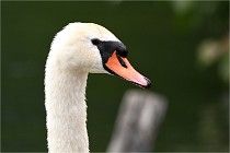 Vexin D6 20 06 16-237   Photo ACG