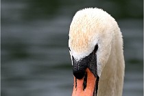 Vexin D6 20 06 16-238   Photo ACG