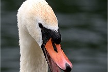 Vexin D6 20 06 16-239   Photo ACG