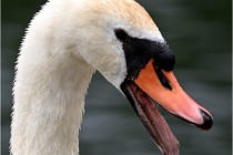 Vexin D6 20 06 16-241   Photo ACG