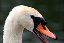 Vexin D6 20 06 16-242   Photo ACG