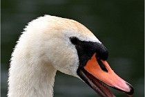 Vexin D6 20 06 16-243   Photo ACG