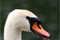 Vexin D6 20 06 16-244   Photo ACG