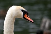 Vexin D6 20 06 16-245   Photo ACG