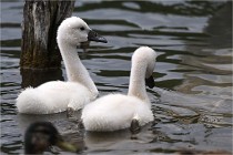 Vexin D6 20 06 16-246   Photo ACG