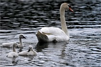 Vexin D6 20 06 16-249   Photo ACG