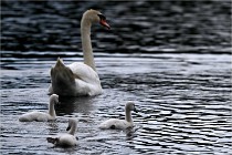 Vexin D6 20 06 16-251   Photo ACG