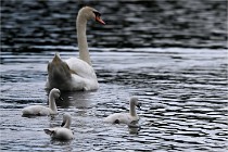 Vexin D6 20 06 16-252   Photo ACG