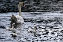 Vexin D6 20 06 16-253   Photo ACG