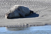 2020-06-25 Phoques Berck