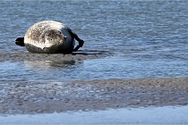 BERCK D6 20 06 25-004   Photo ACG