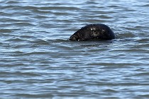 BERCK D6 20 06 25-018   Photo ACG