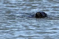 BERCK D6 20 06 25-026   Photo ACG