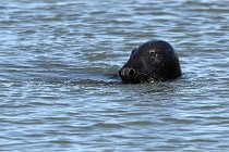 BERCK D6 20 06 25-029   Photo ACG