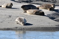 BERCK D6 20 06 25-031   Photo ACG
