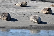BERCK D6 20 06 25-038   Photo ACG