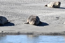 BERCK D6 20 06 25-042   Photo ACG