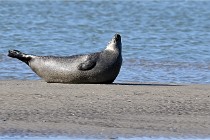 BERCK D6 20 06 25-081   Photo ACG
