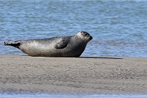 BERCK D6 20 06 25-085   Photo ACG