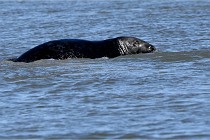 BERCK D6 20 06 25-090   Photo ACG